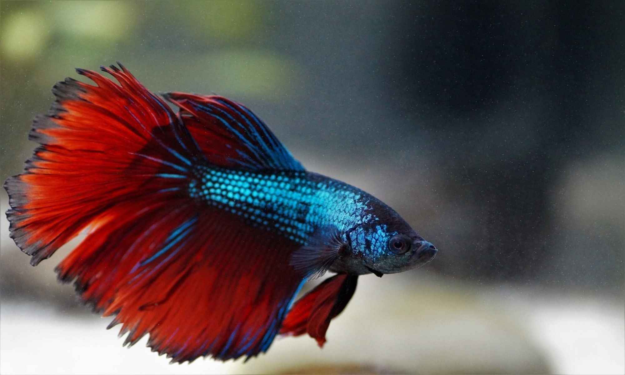10 Incredible Fish You Can Keep as a Pet