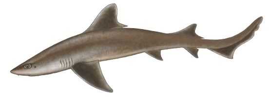 Brown Smooth-Hound