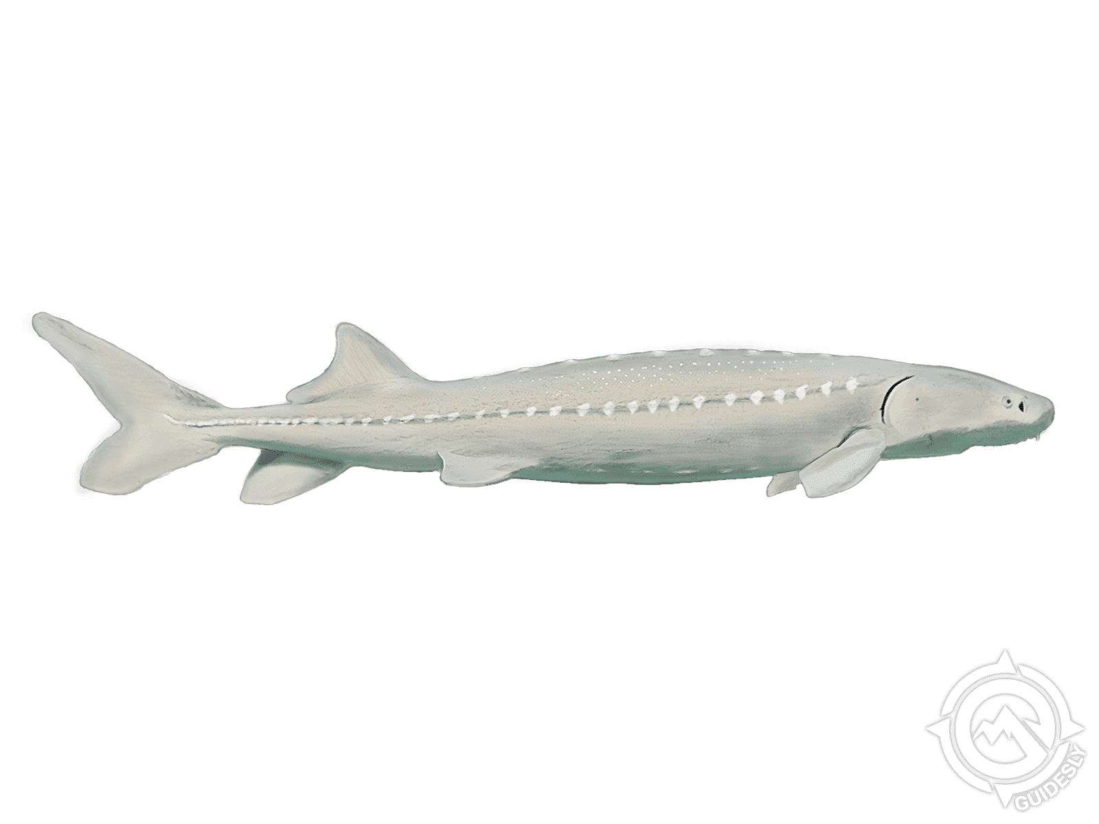 White Sturgeon