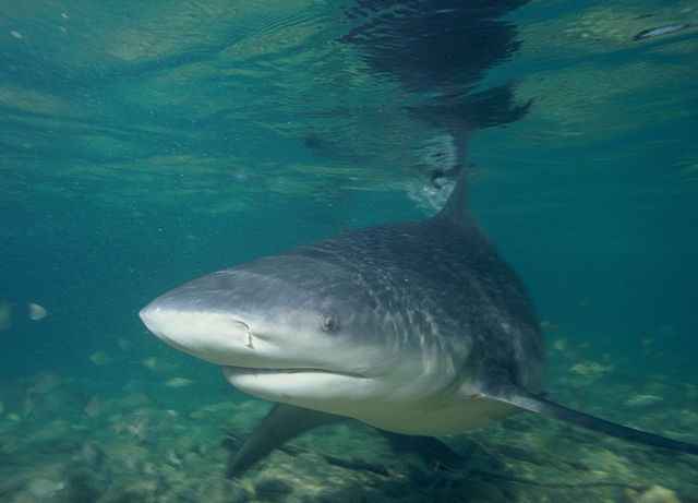 Bull Shark Versus The Great White