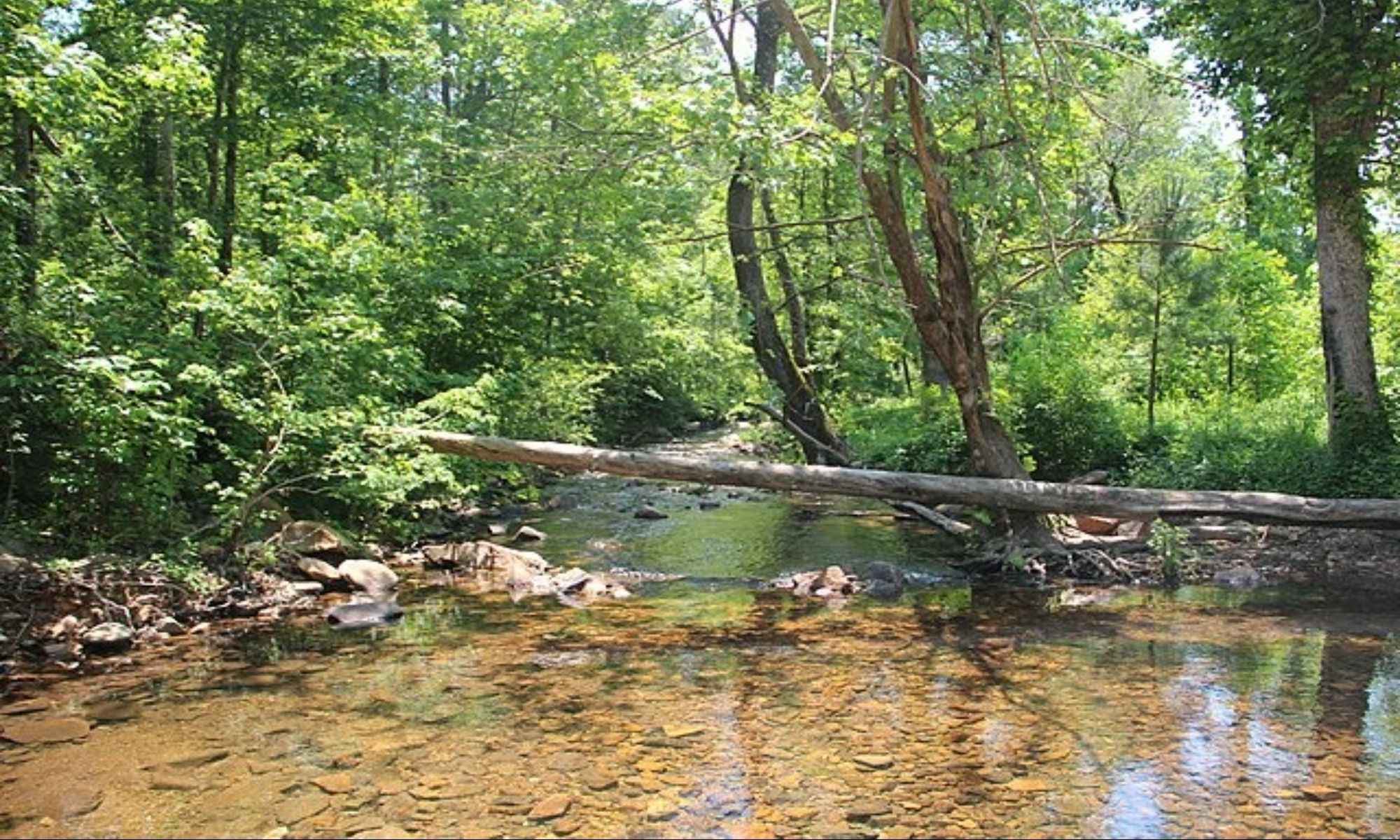 White, GA Fishing: A Great Access for Fishing by the Wildlife