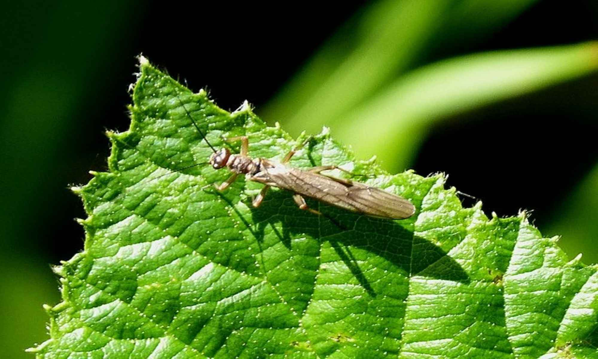 Great Tips for Catching Fish With Brown Stonefly