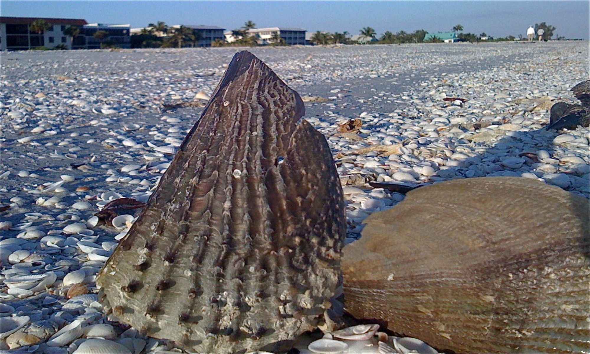 Book Your Fishing Charter in Sanibel Island, FL