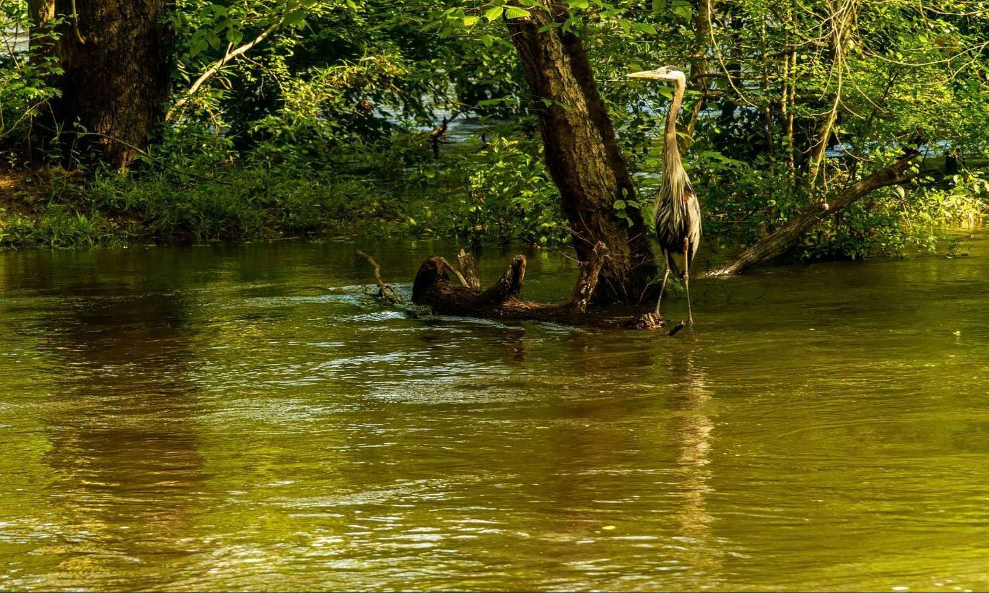 Bishopville, SC Fishing: Small Historical City with Fair Freshwater Fishing Opportunities