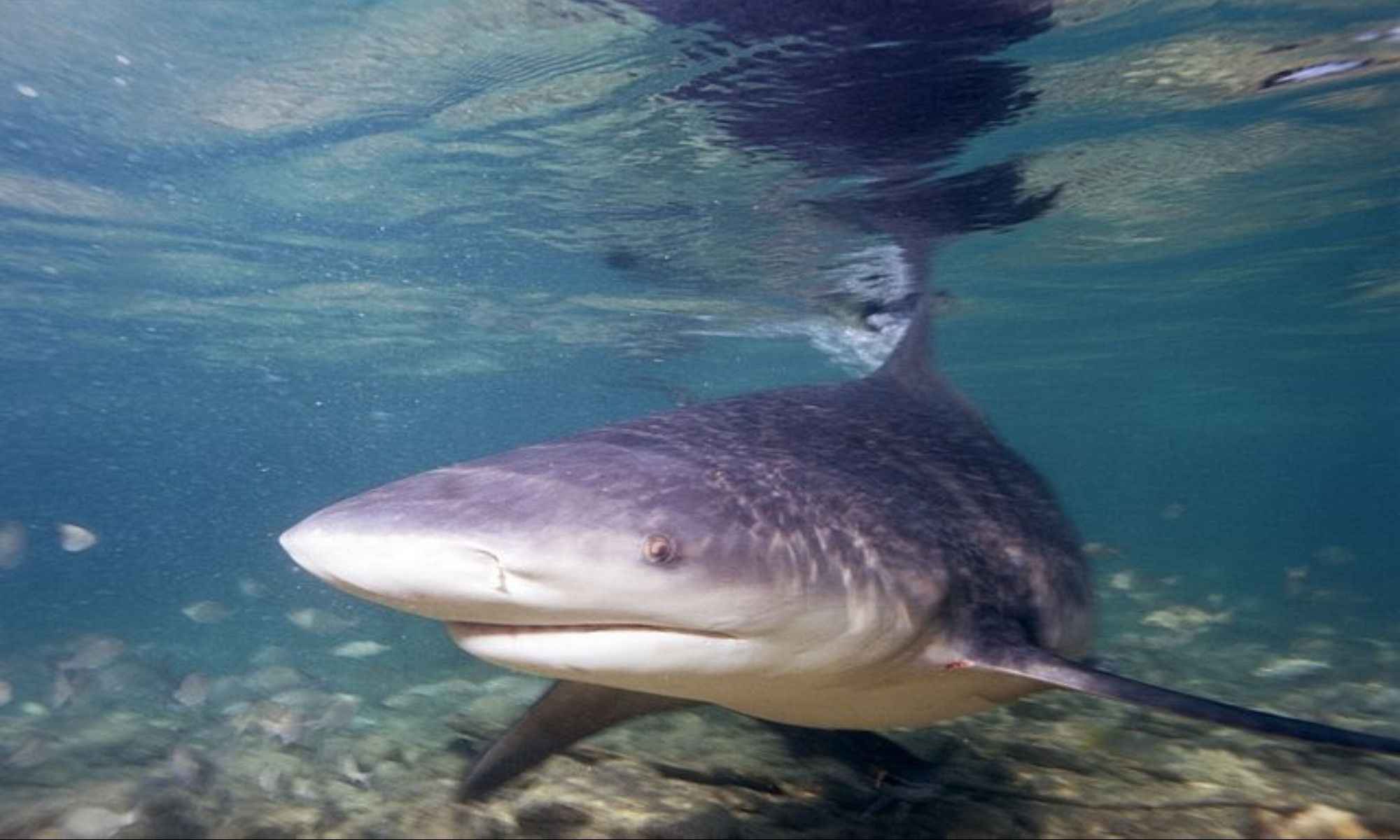 Tiger Shark vs. Bull Shark: Who Are the Most Dangerous