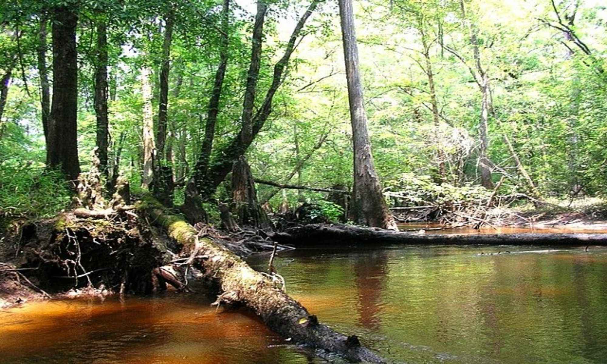 Cope, SC Fishing: The Small and Rustic Getaway in South Carolina