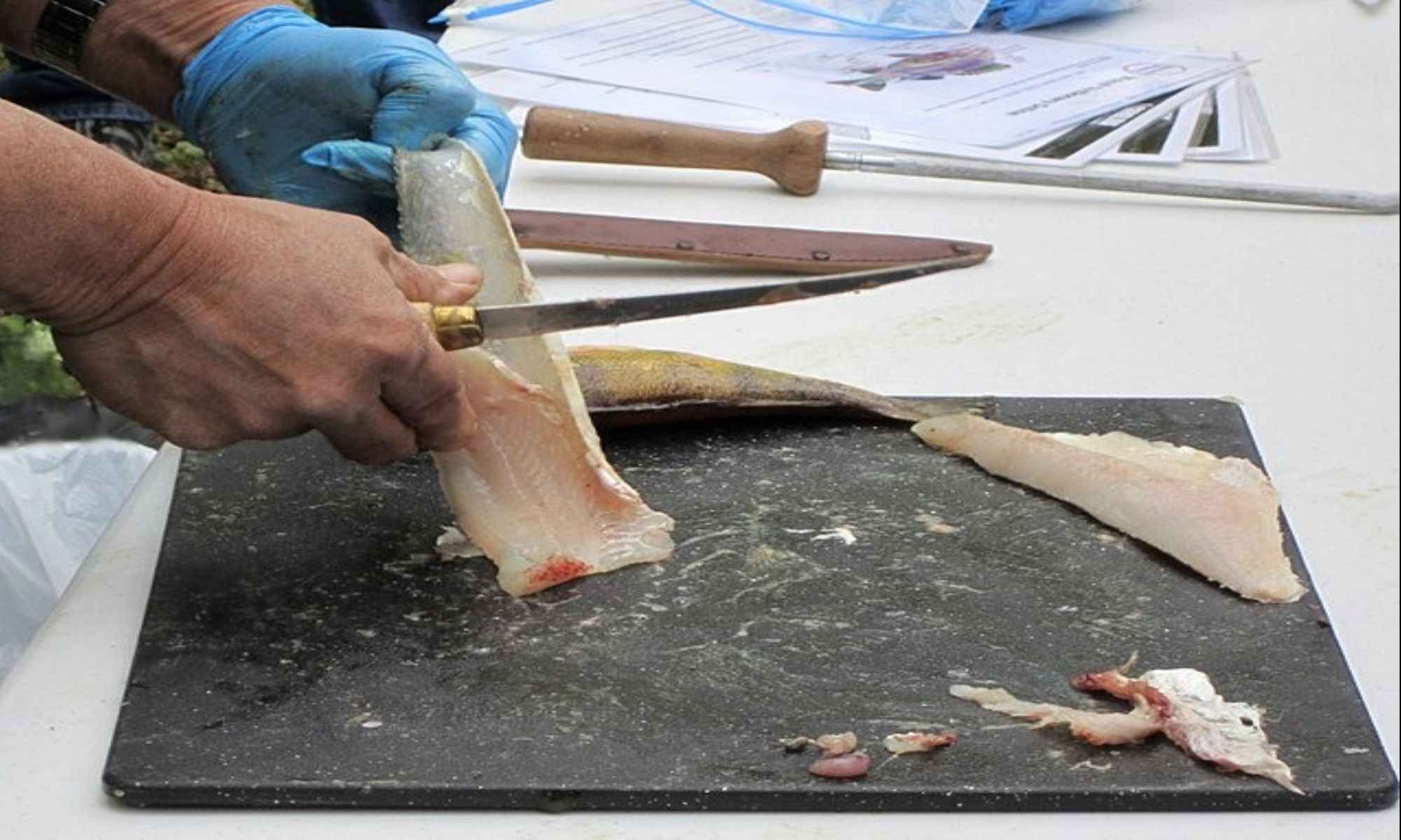 How To Properly Fillet a Fish