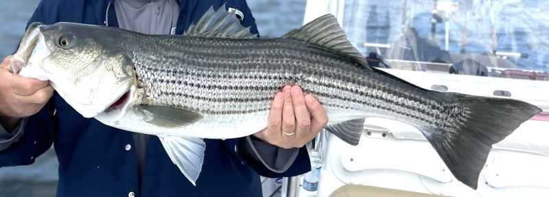 Striped Bass