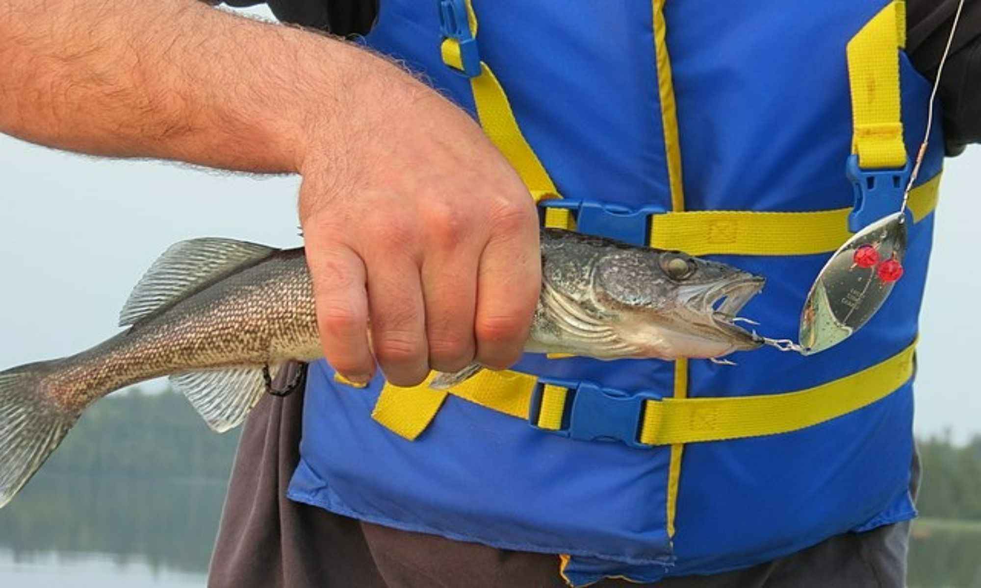 Helpful Tips for Catching Walleye