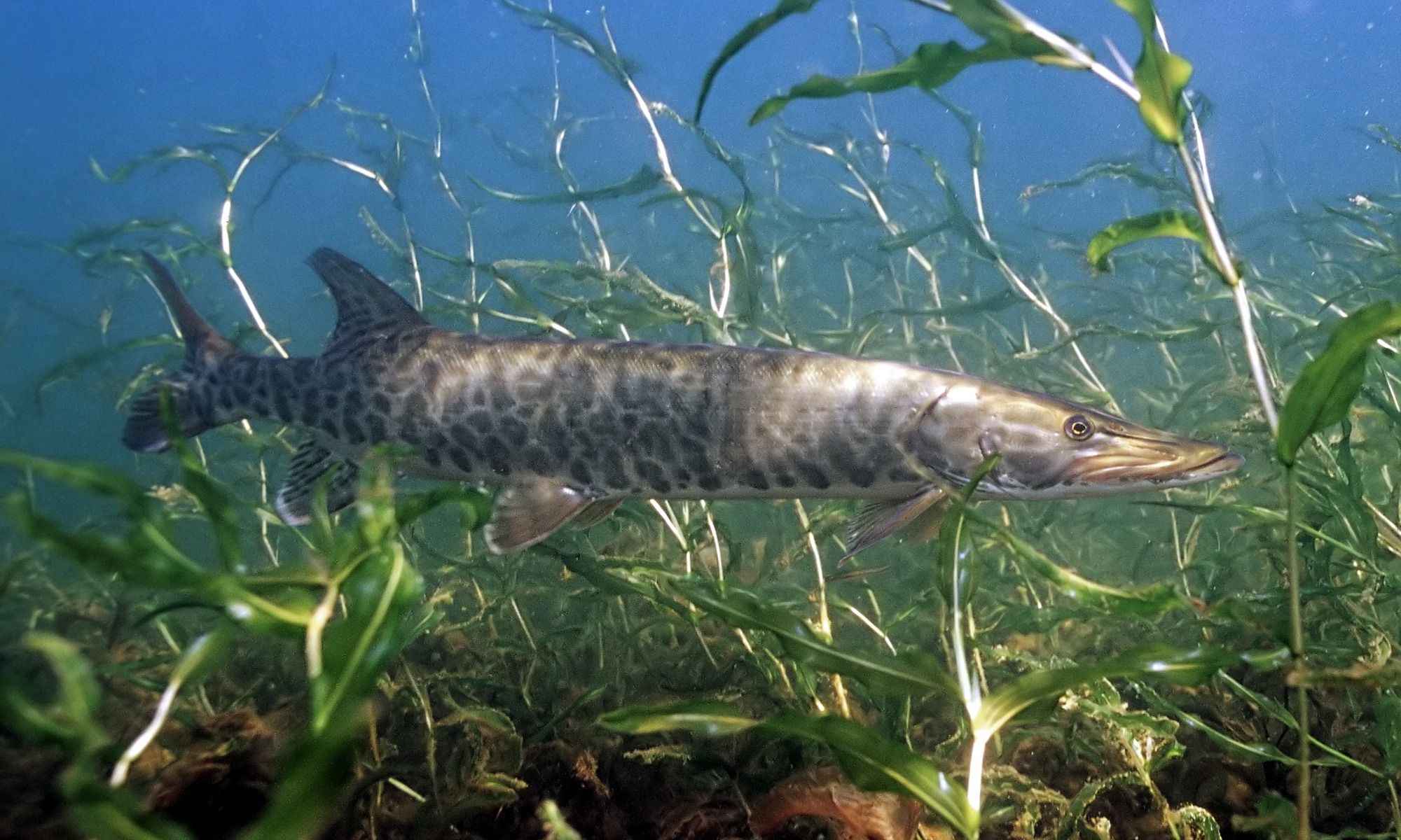 Catching the Elusive Musky: Understanding the Seasons Better
