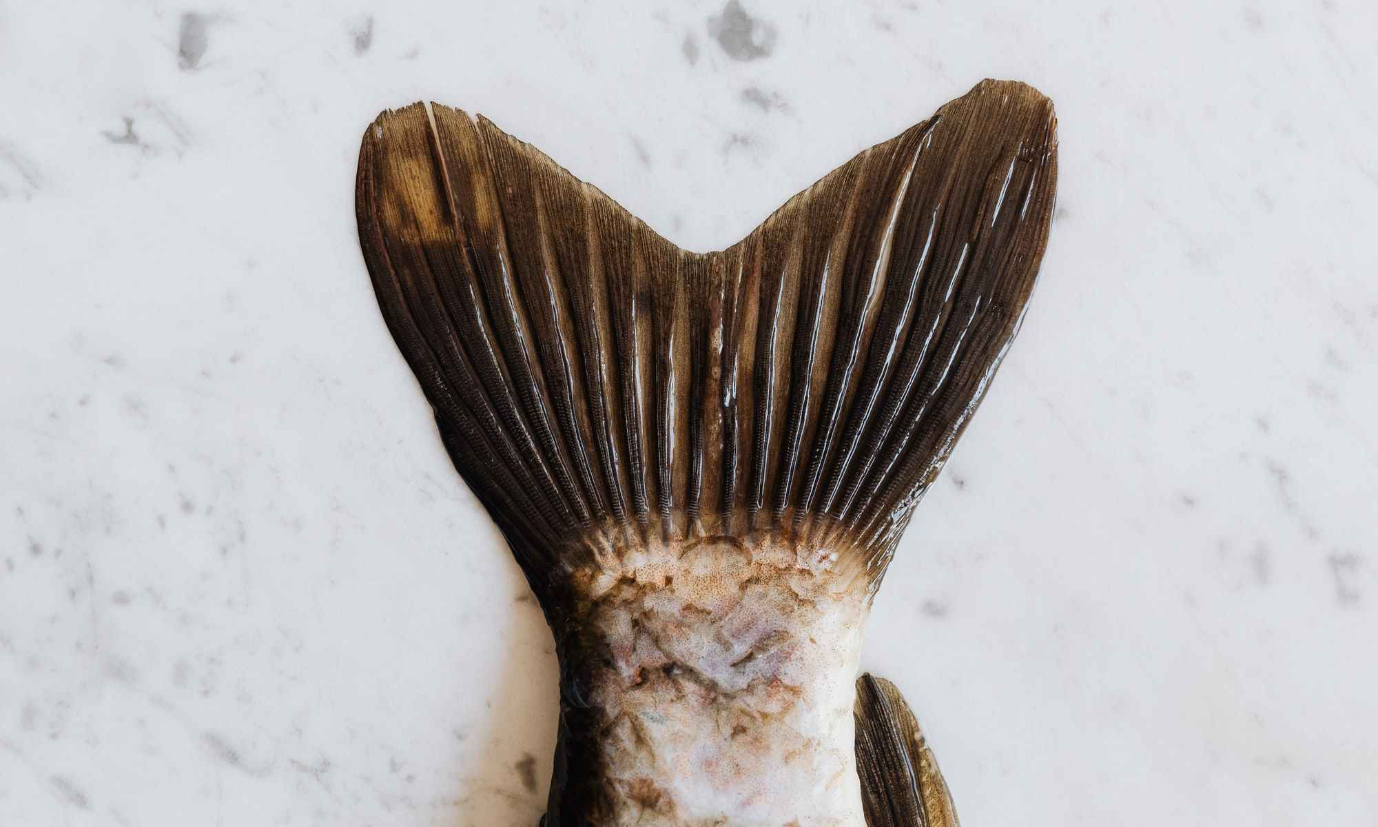 How to Choose the Best Fish Scaler